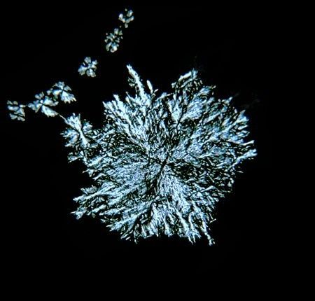 Micrograph of a pale blue-white feathery dendrite branching outward against a black field.
