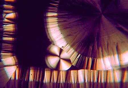 Micrograph of a pale rosette on a violet ground, with a comb of cream spikes along the lower edge and a small four-petalled form at centre.