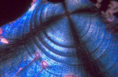 Micrograph of a blue disc crossed by concentric arcs and a faint dark radial cross.