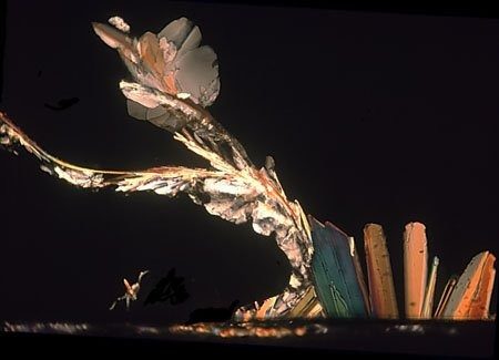 Micrograph of a pale iridescent filament branching diagonally upward from a row of small coloured columns at the base.