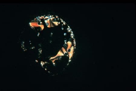 Micrograph of a broken ring of small amber and white crystal fragments on a deep black field.